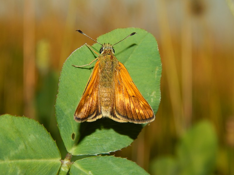 Ochlodes sylvanus? - Si